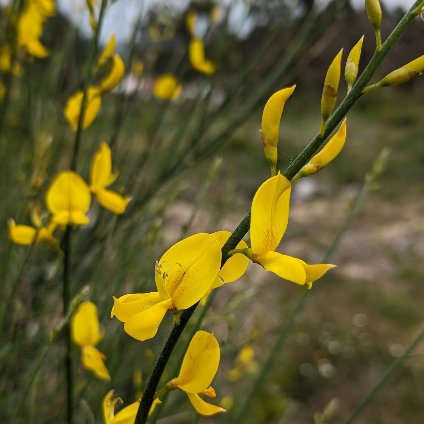 Flowering Spanish broom (Spartium junceum, giesta comum).