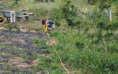 Comfrey patch: measured lines, marked& spot fertilized with coffee grounds, planted, mulched, and watered.