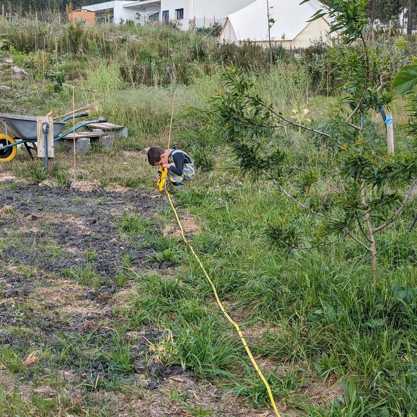 Comfrey patch: measured lines, marked& spot fertilized with coffee grounds, planted, mulched, and watered.