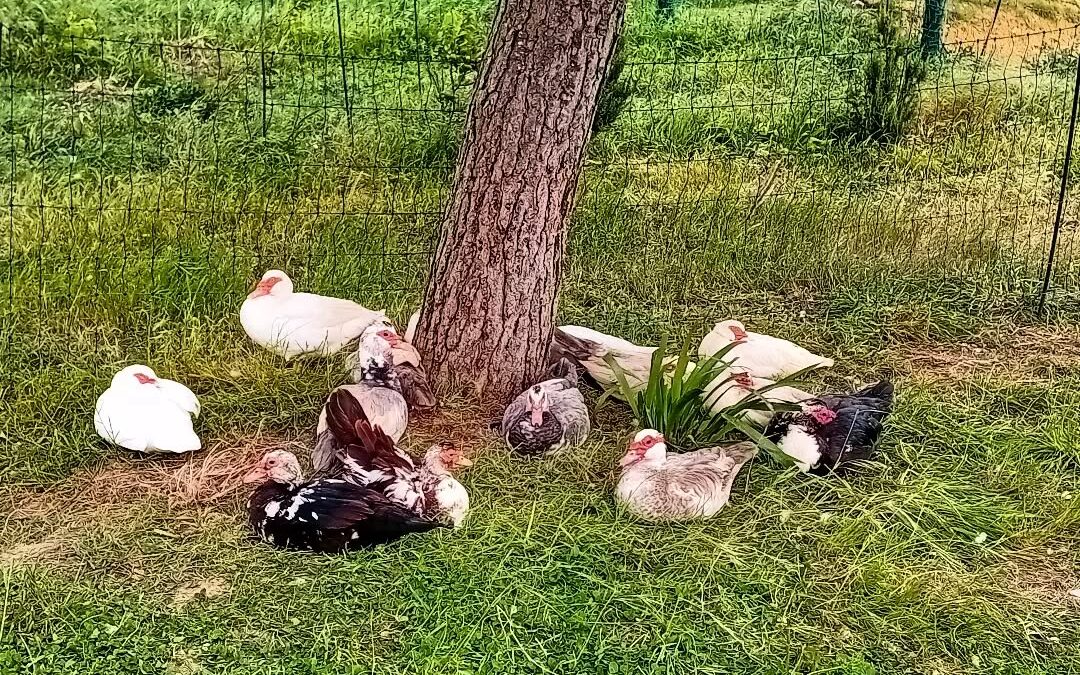 The ducks are enjoying their siesta time around the tree.