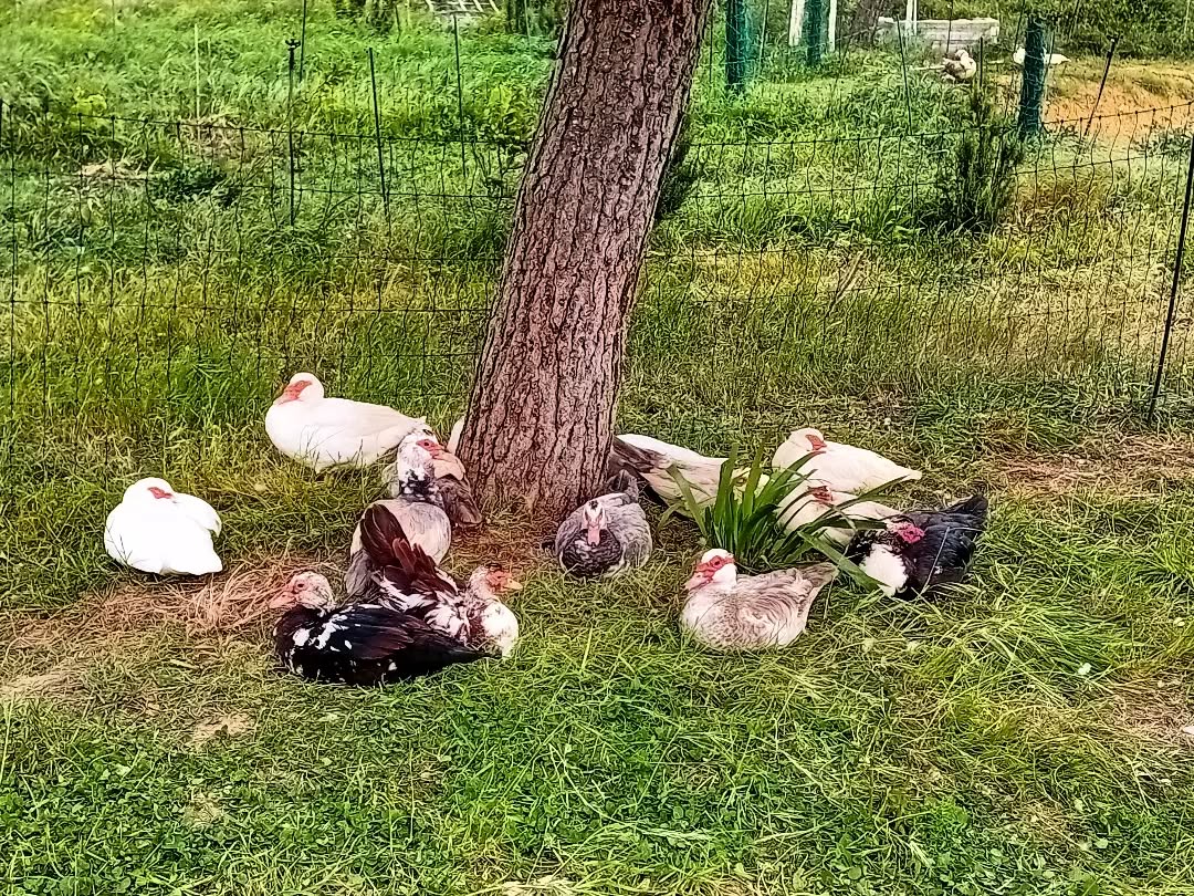 The ducks are enjoying their siesta time around the tree.