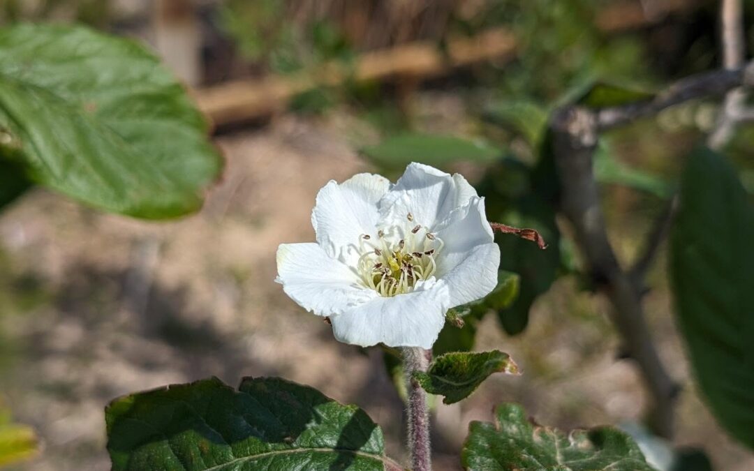 Flowering Medlar (Mespilus germânica, nespereira-europeia).