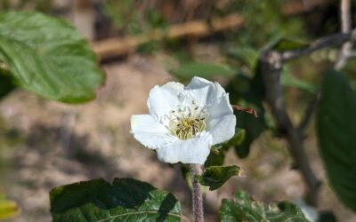 Flowering Medlar (Mespilus germânica, nespereira-europeia).