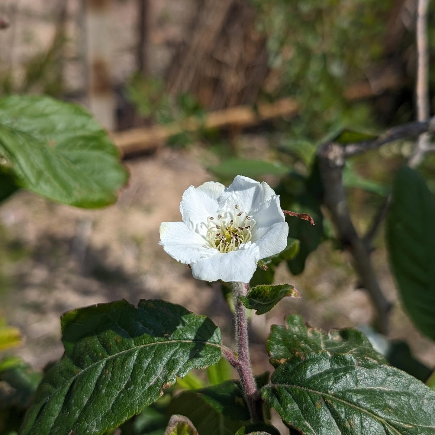 Flowering Medlar (Mespilus germânica, nespereira-europeia).
