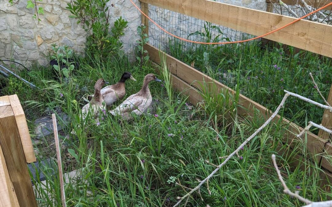 Moved the Khaki Campbell ducks to one of the nursery areas.