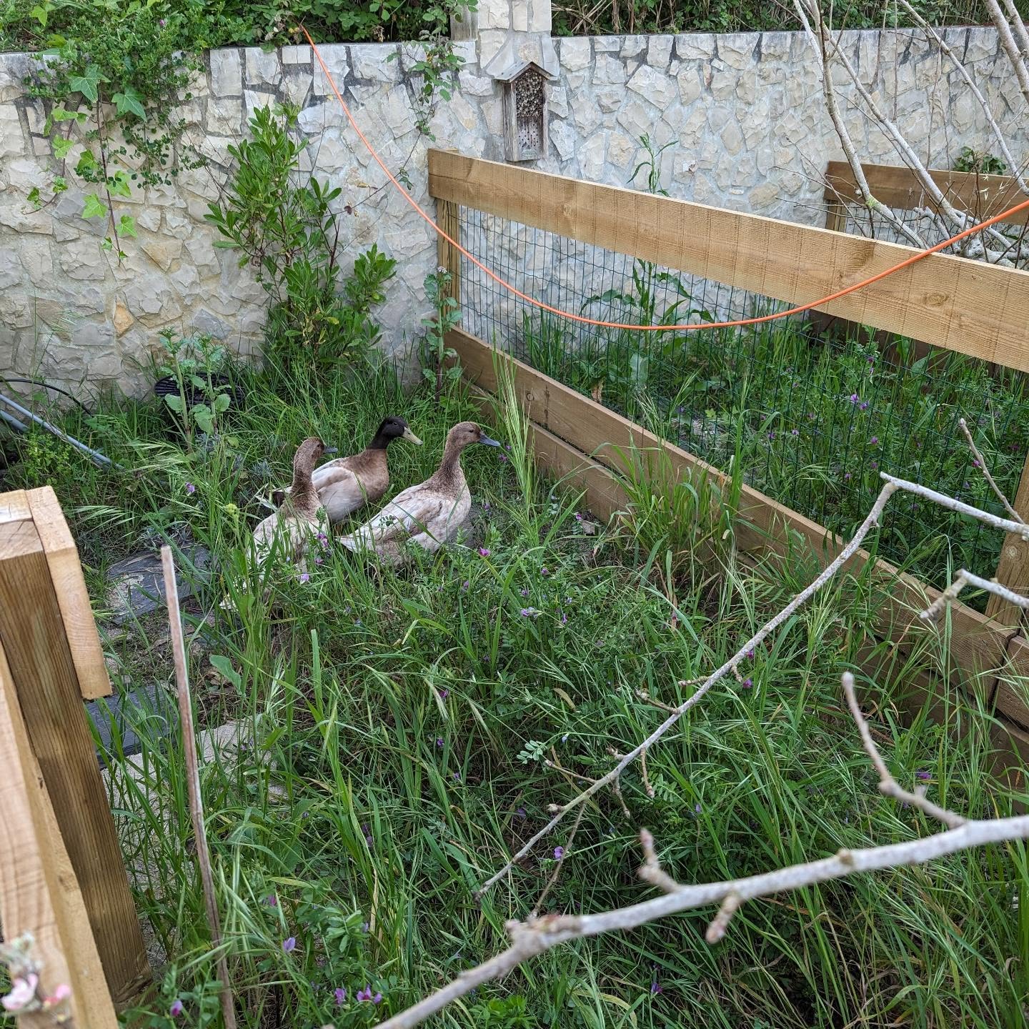 Moved the Khaki Campbell ducks to one of the nursery areas.