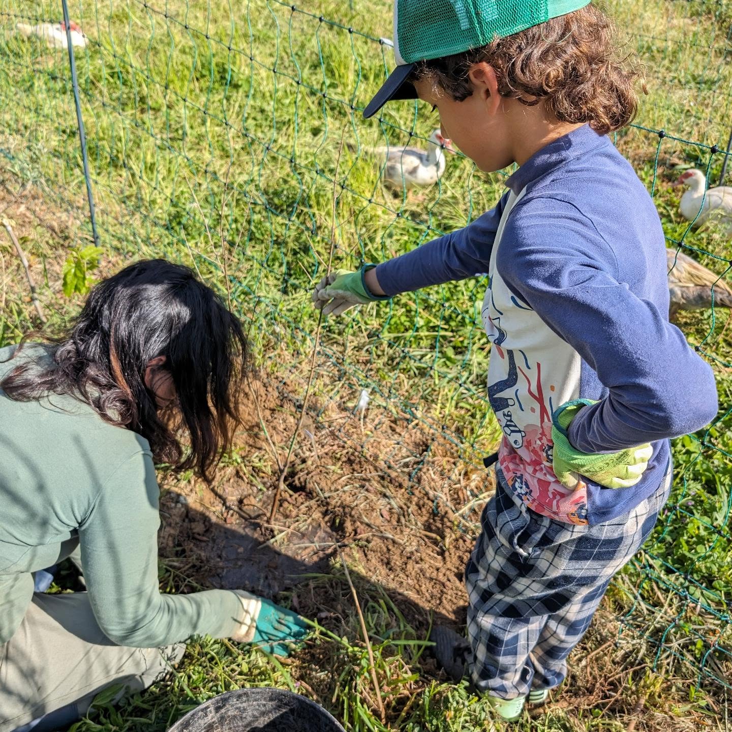 Final day of planting: more mulberries, jujube, and persimmons.