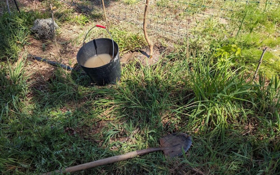 Planting continued today: mulberries, medlars, and jujube.