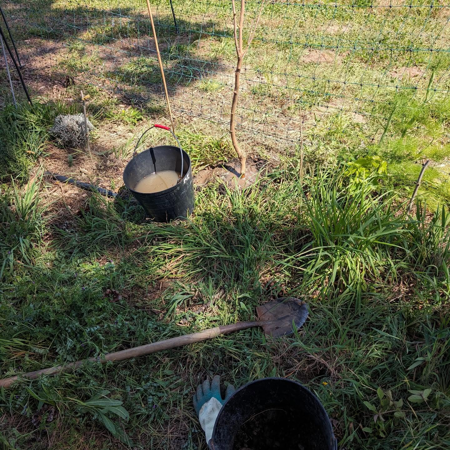Planting continued today: mulberries, medlars, and jujube.