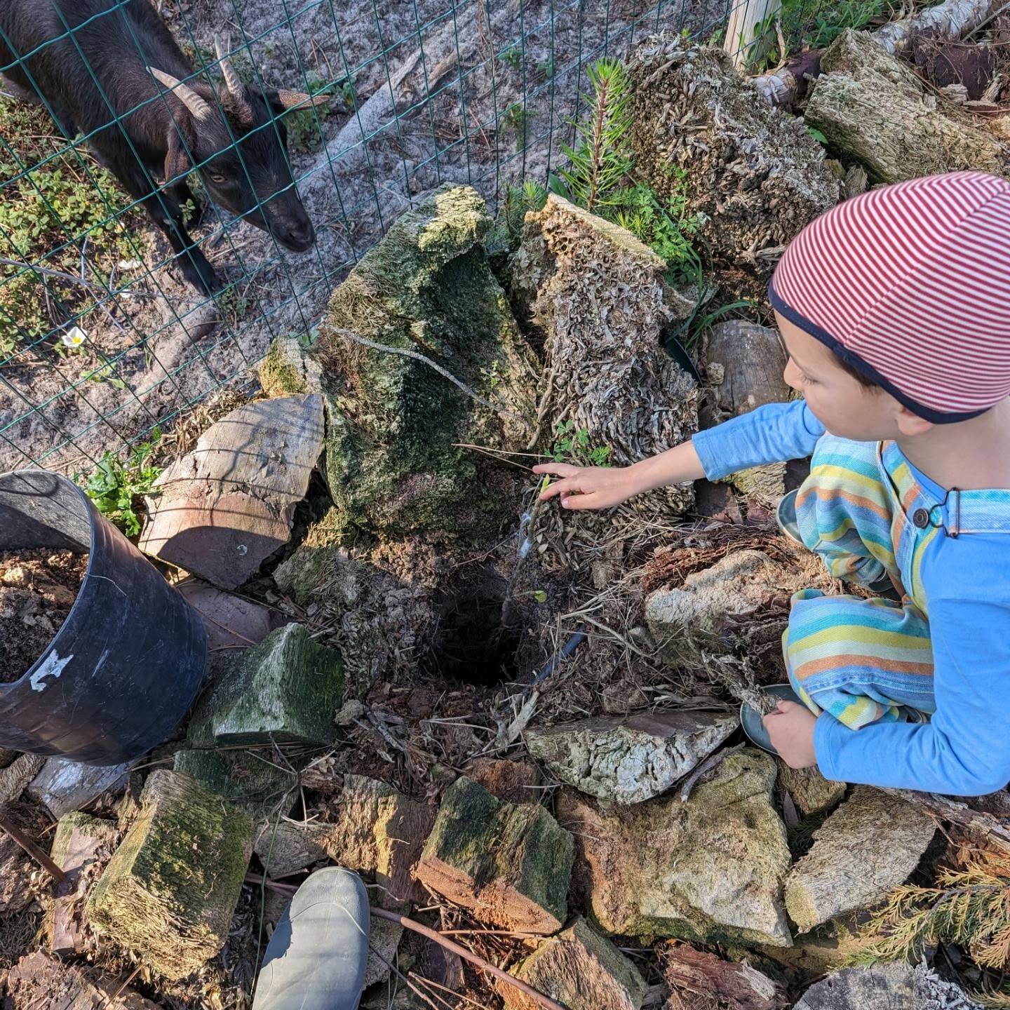 Kicked off this season’s last big planting session. The whole family joined in ☺️