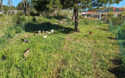 Left: the ducks on a fresh strip of pasture. Right: the strip they were on until today.