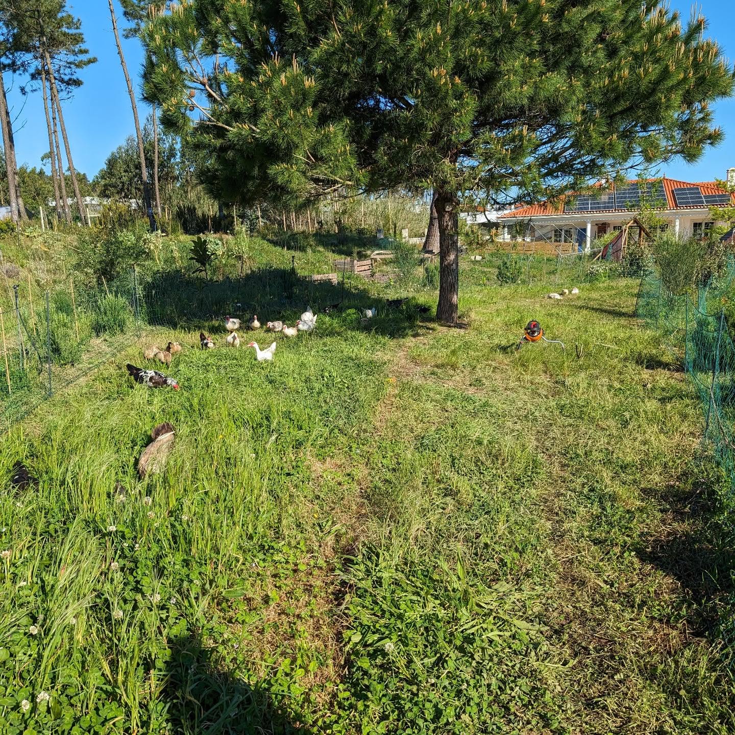 Left: the ducks on a fresh strip of pasture. Right: the strip they were on until today.