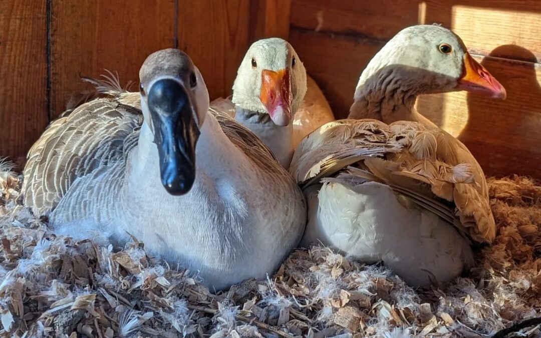 Stay. Away. From. The. Eggs.