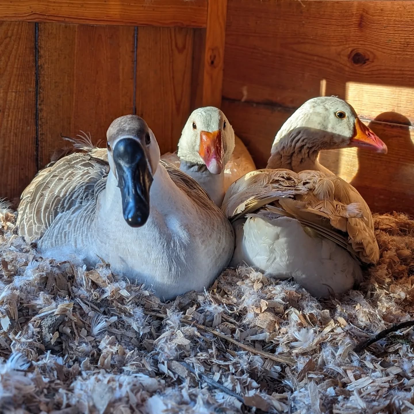 Stay. Away. From. The. Eggs.