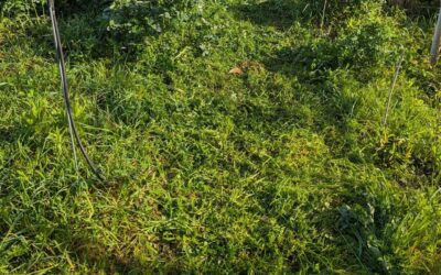 Mowing a couple of walking circuits around the garden.