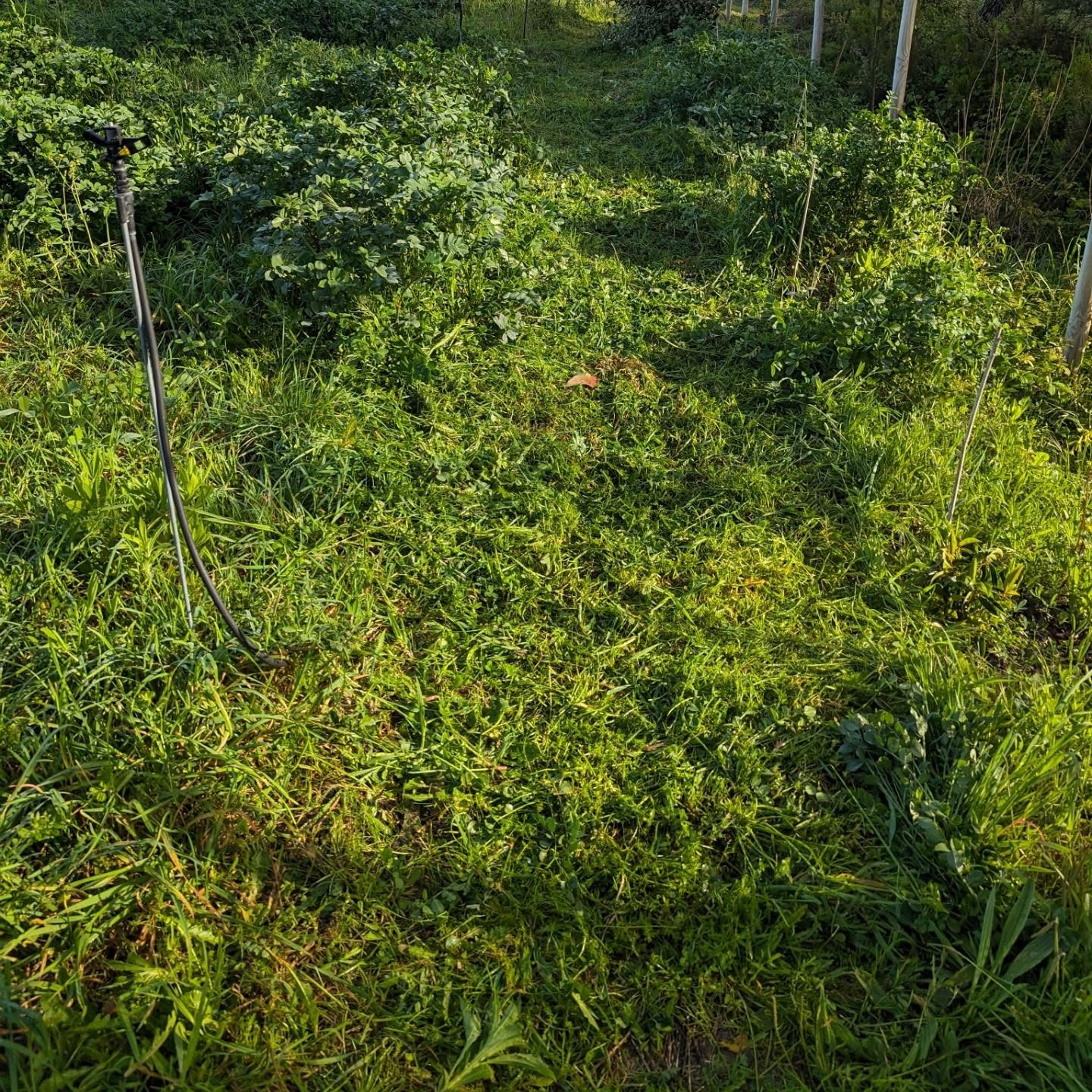 Mowing a couple of walking circuits around the garden.