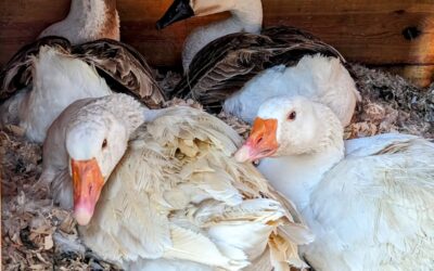 All four female geese seem to be broody now 🧐🤷‍♂️