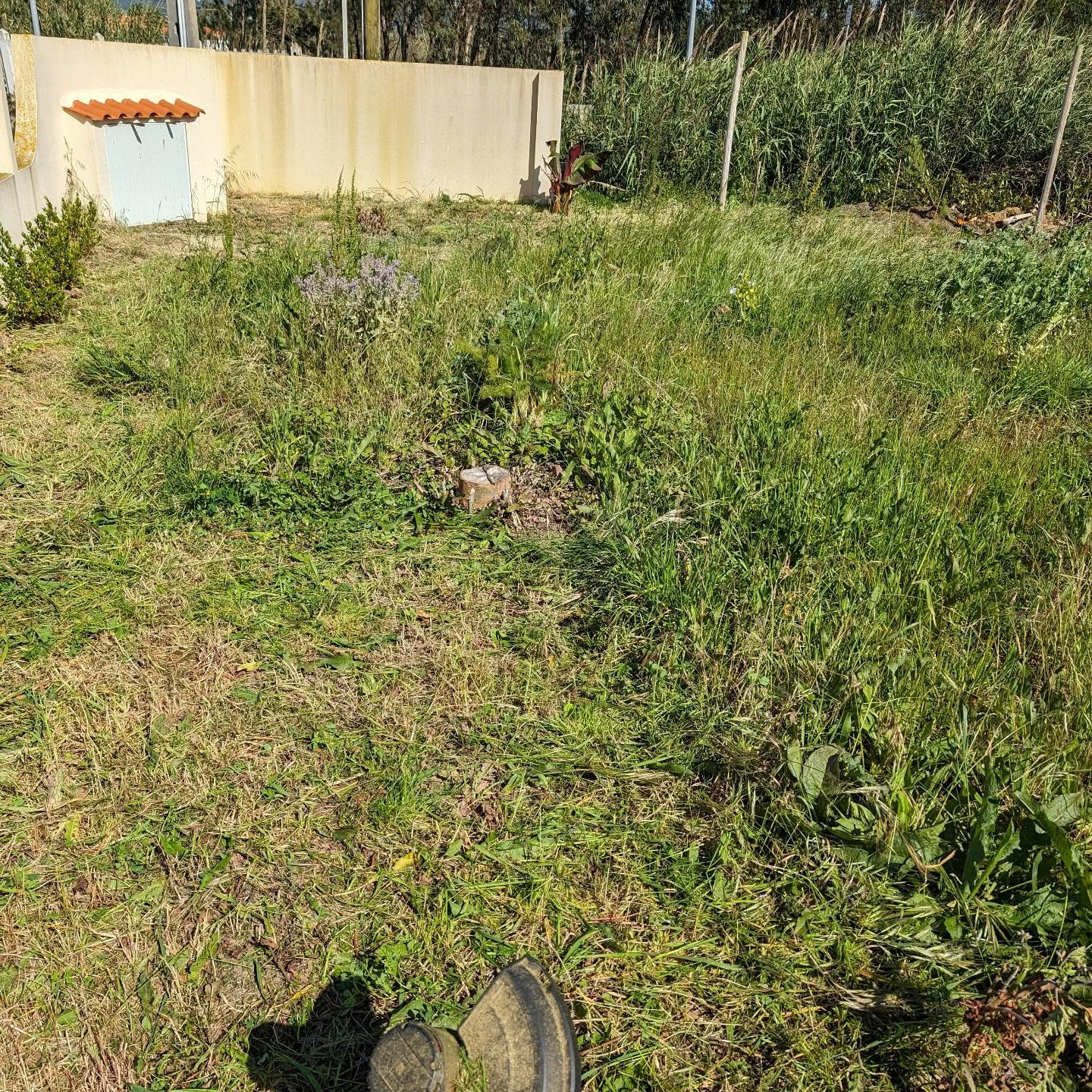 Finished mowing the northeastern corner.