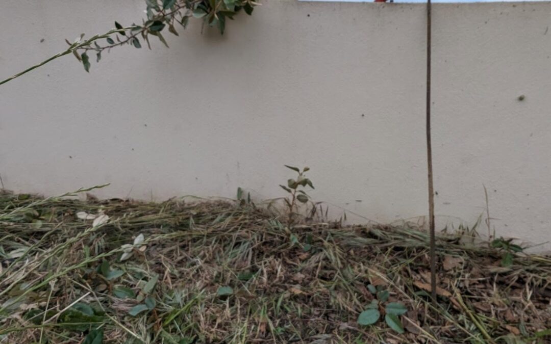 Planting silverberry (Elaeagnus Ebbingei) cuttings along the northeastern fence wall.