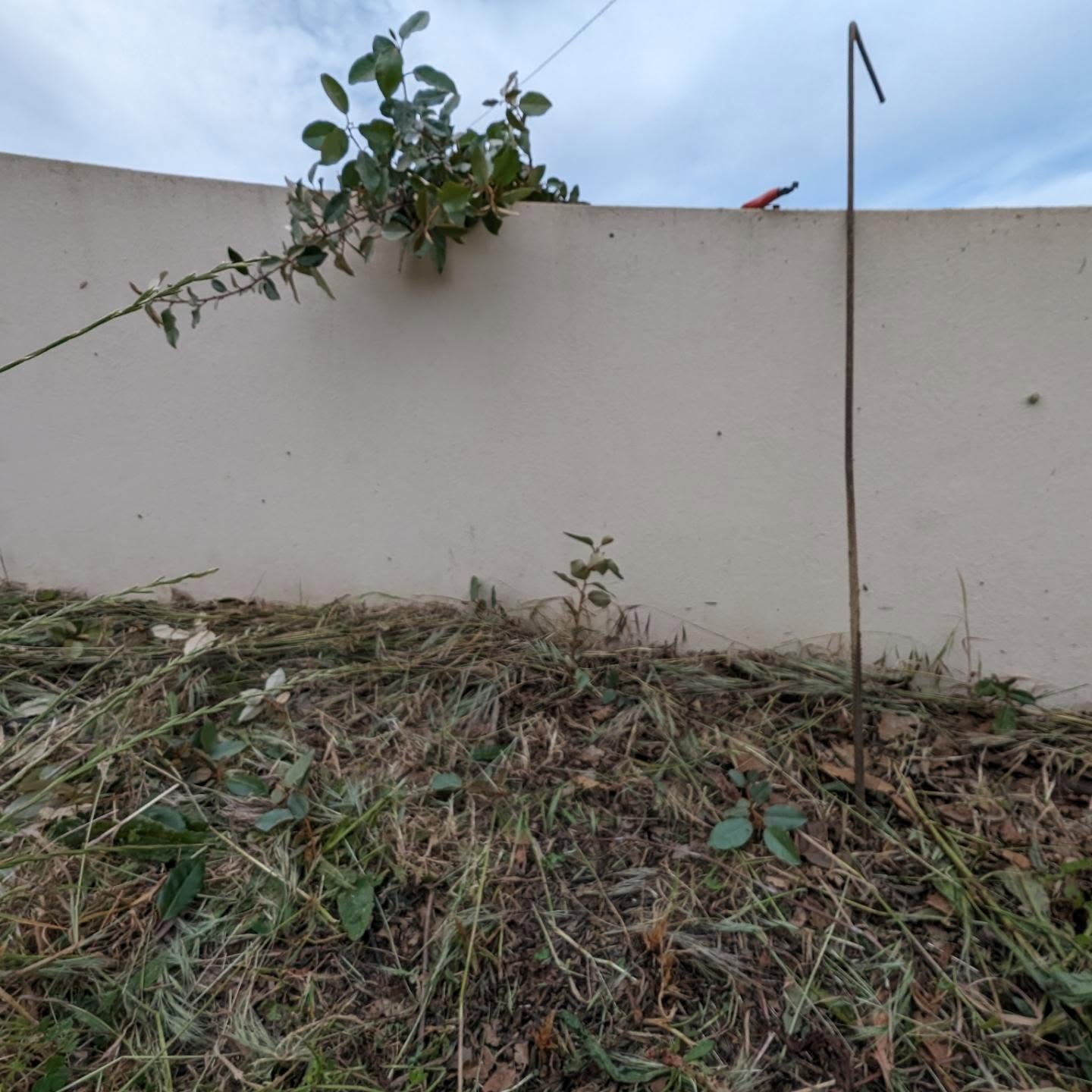 Planting silverberry (Elaeagnus Ebbingei) cuttings along the northeastern fence wall.