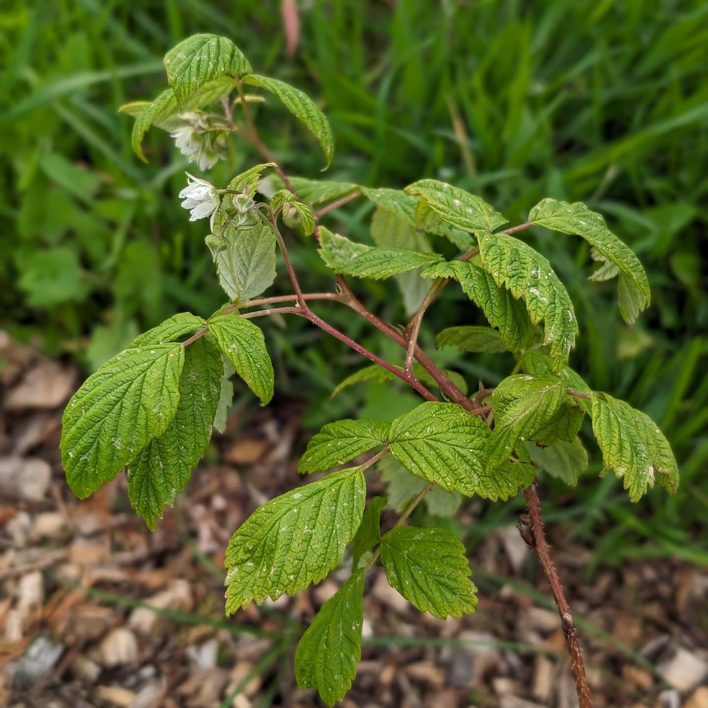 Flowering raspberries in the new berry patch.