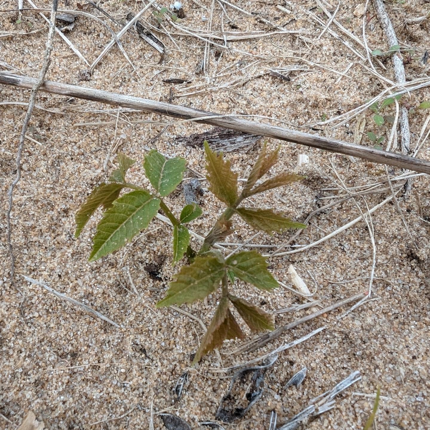Tiny walnut sprout in the “nutty corner”.