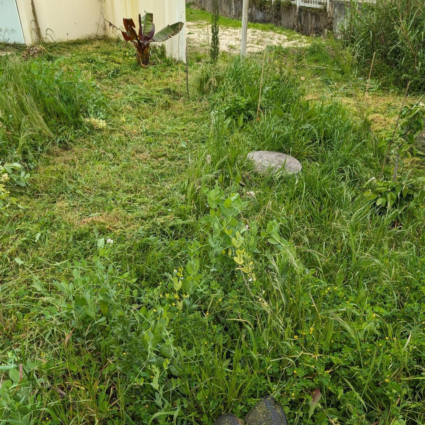 Mowing in the northeastern area. Some of it has grown incredibly lush.