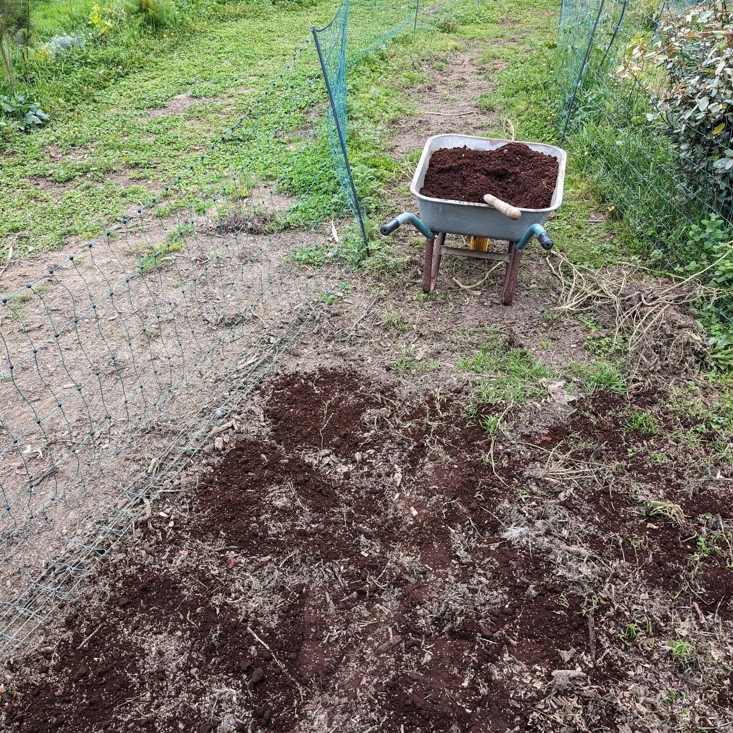 Trying to recondition the pasture strip which the ducks just left.
