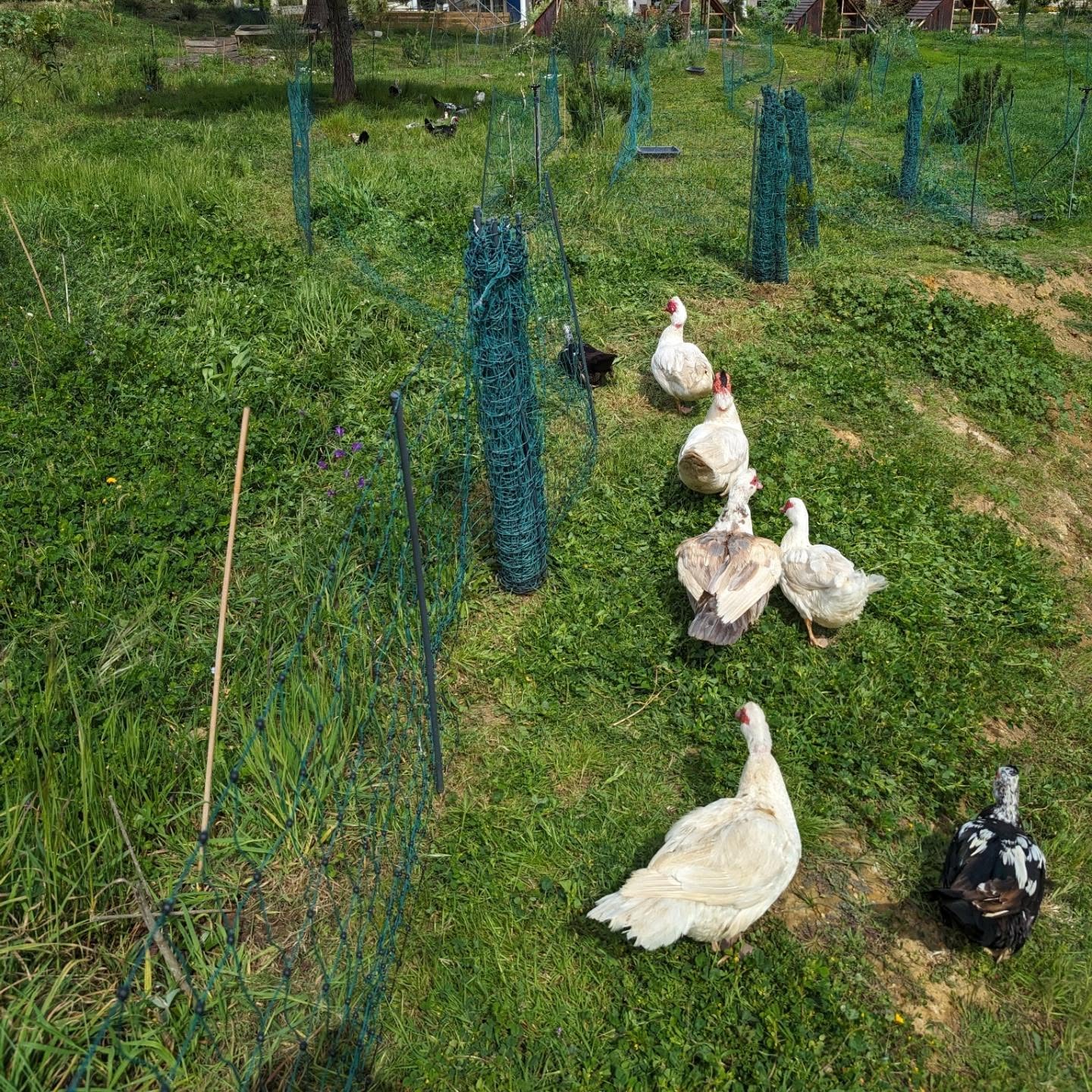 The ducks got a fresh strip of pasture. Had to mow lines for the electric fence first, the grass has grown wild.