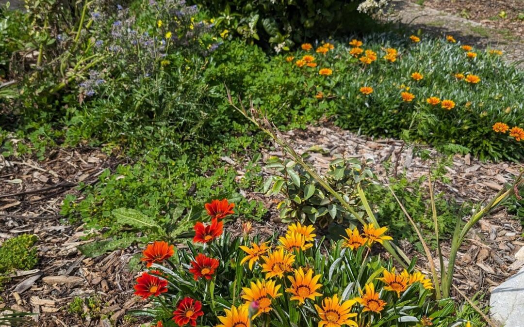 Red, orange, yellow, blue and white flowers.