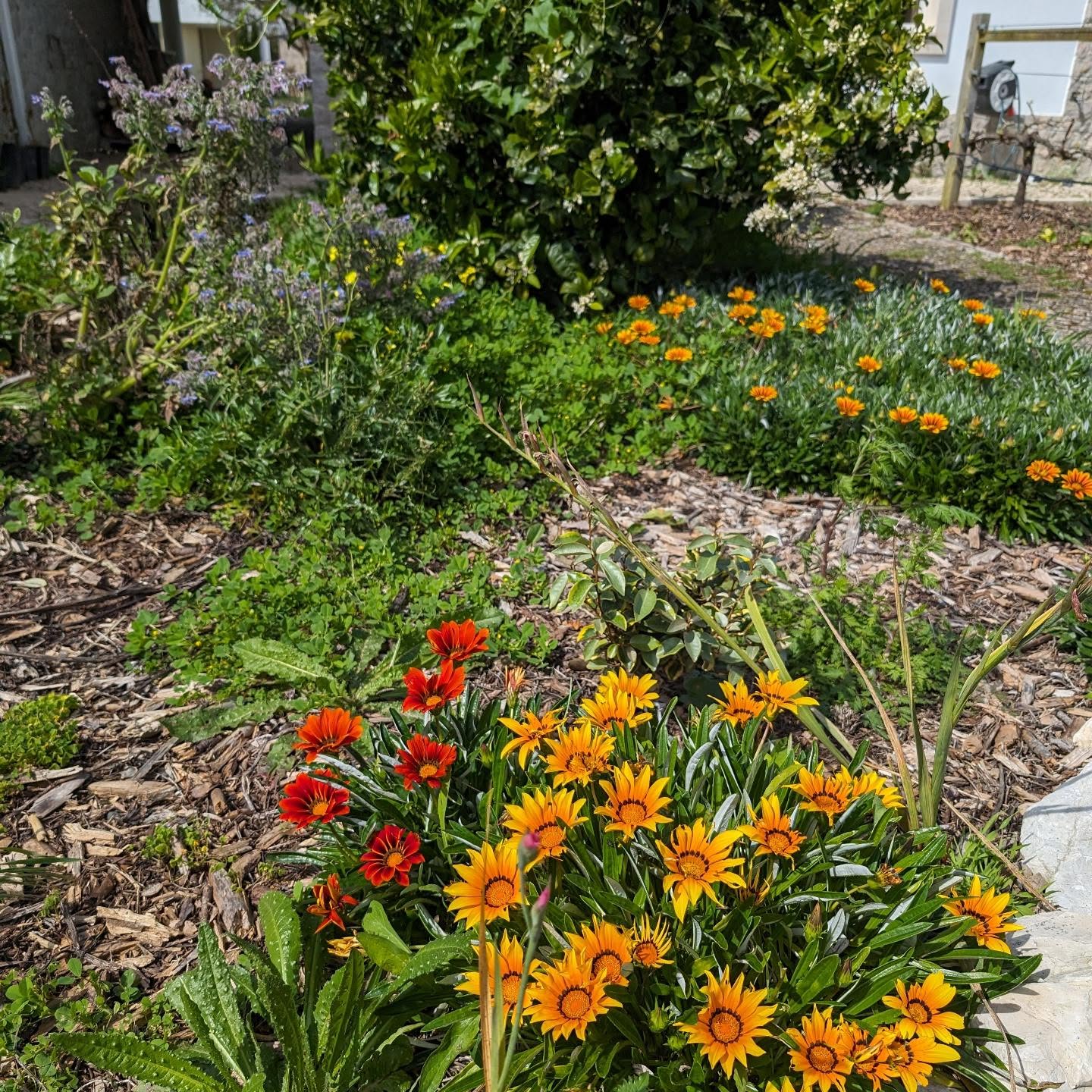 Red, orange, yellow, blue and white flowers.
