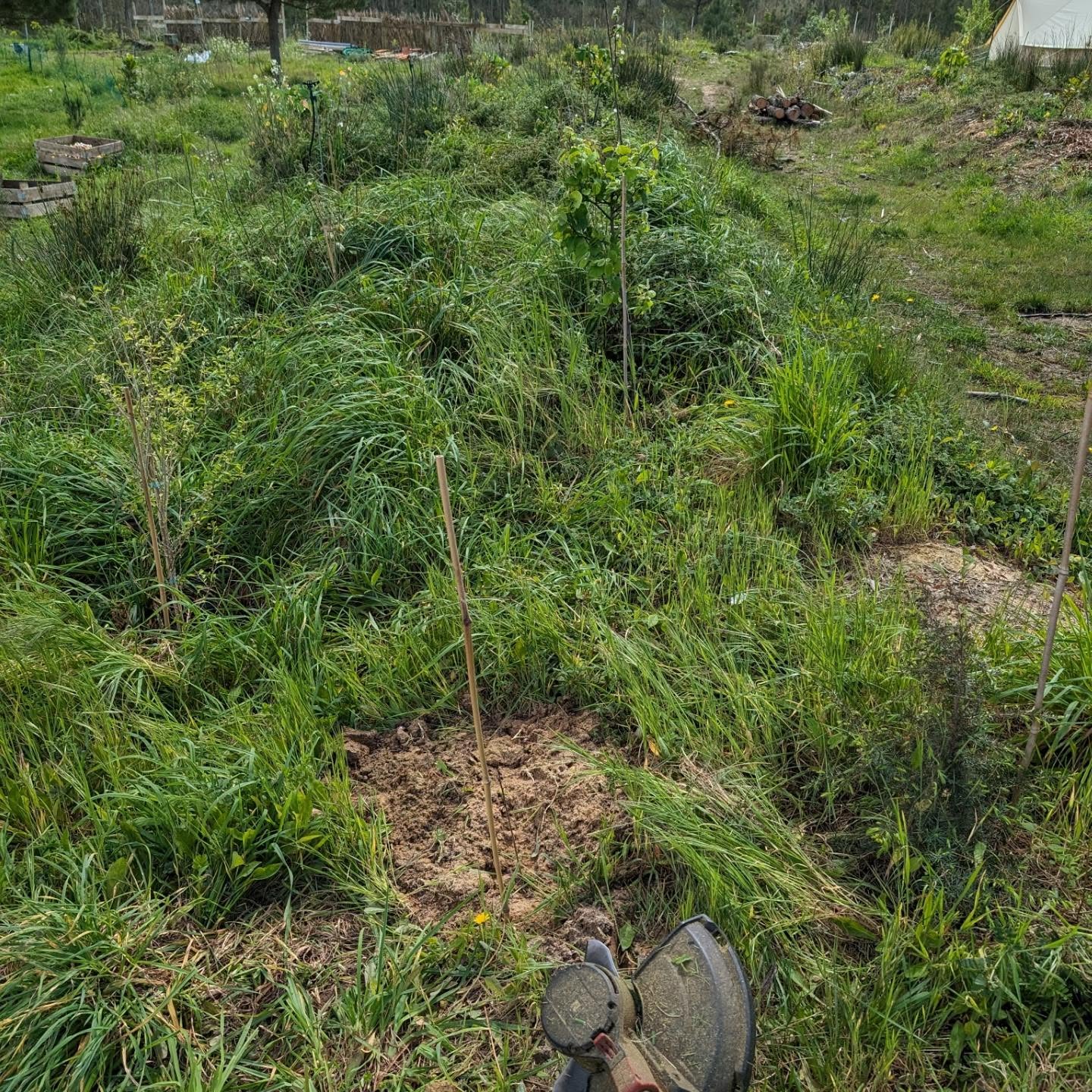 Cleaning the hugel-berm in zone 2. It’s wild in there!