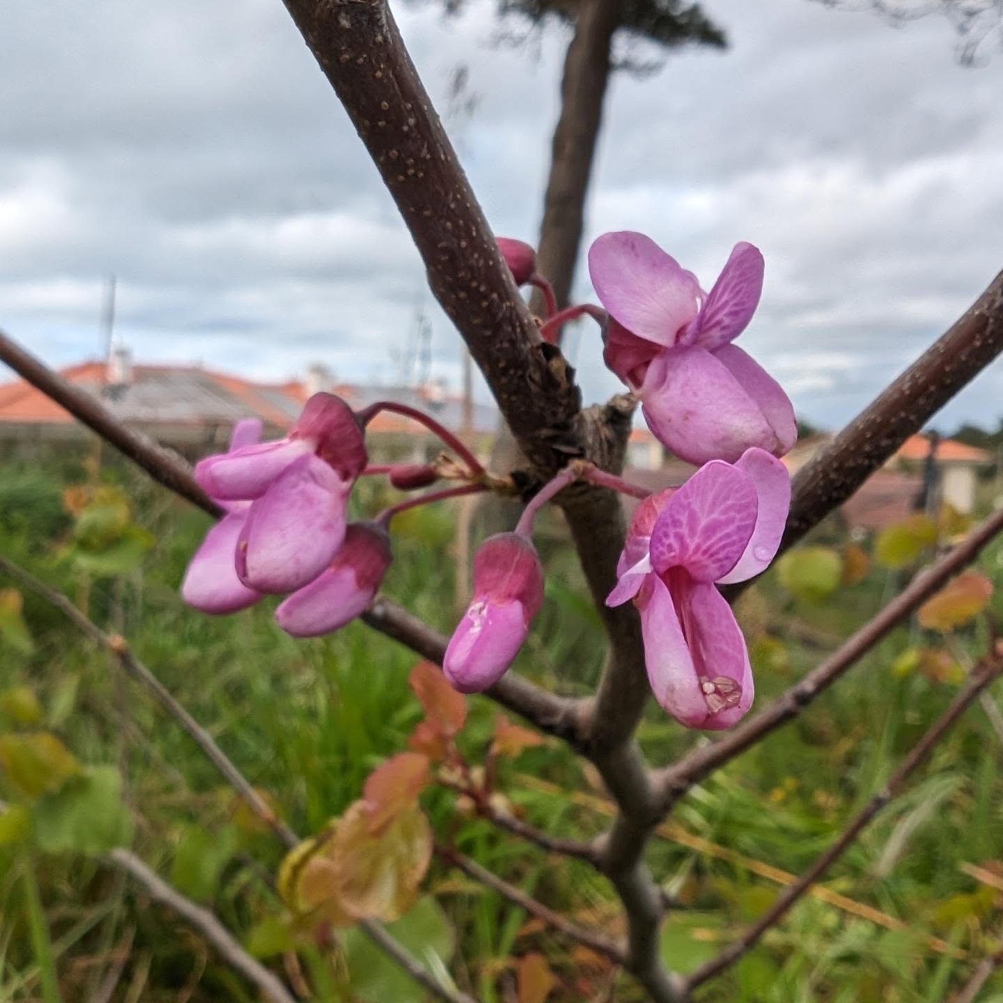 Flowering Judas-tree (cercis siliquastrum / olaia).