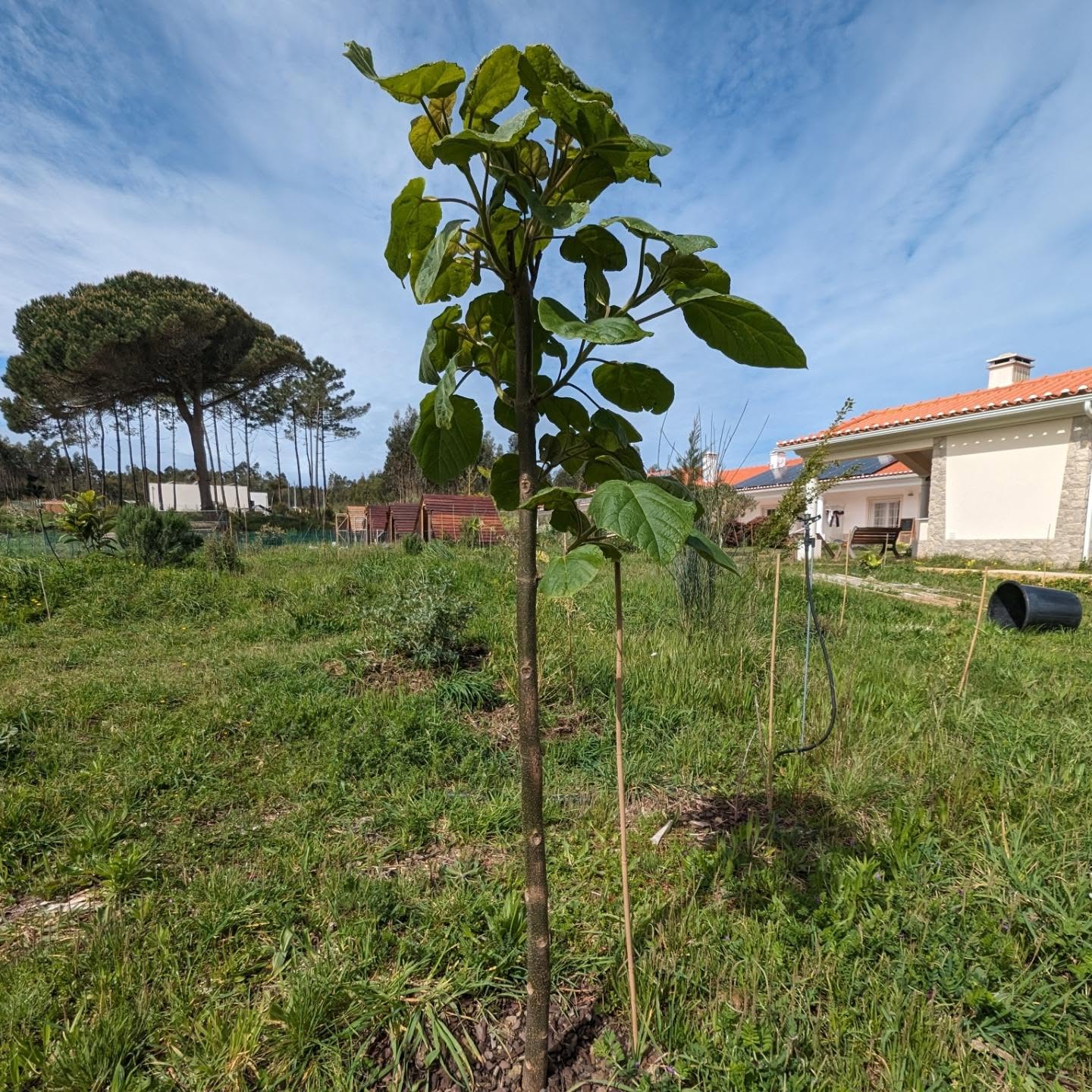 First steps with Paulownia trees.