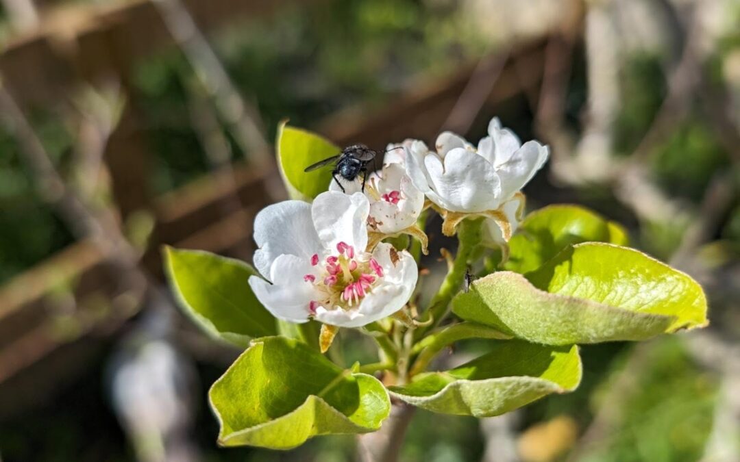 The pear trees seem to be enjoying this spring.