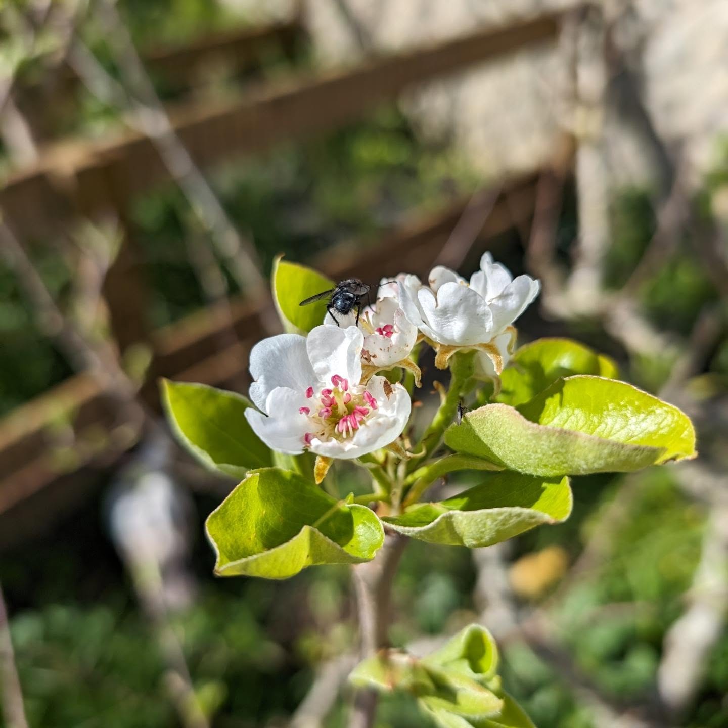 The pear trees seem to be enjoying this spring.