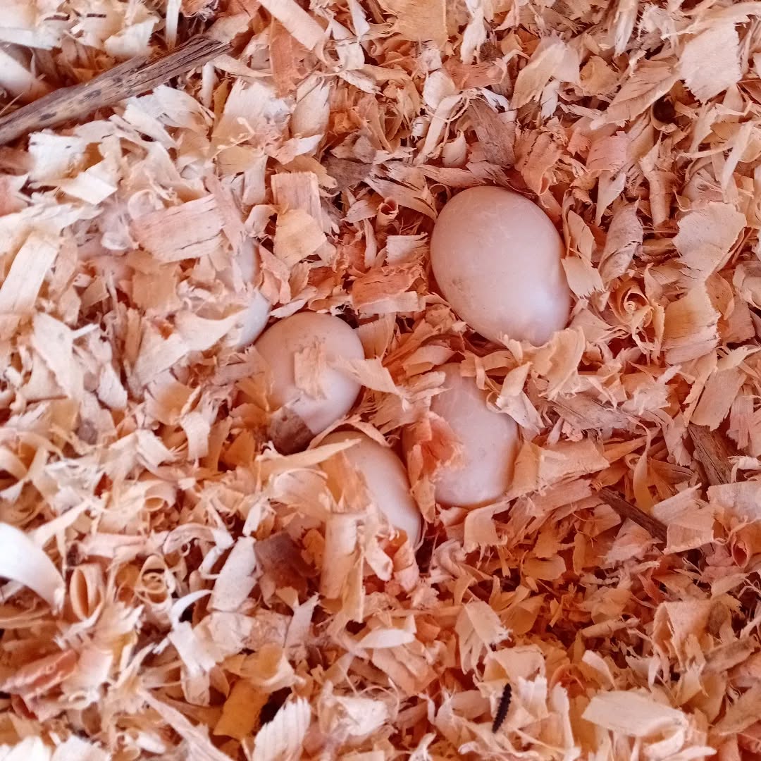 Another day, another egg hunt 💚