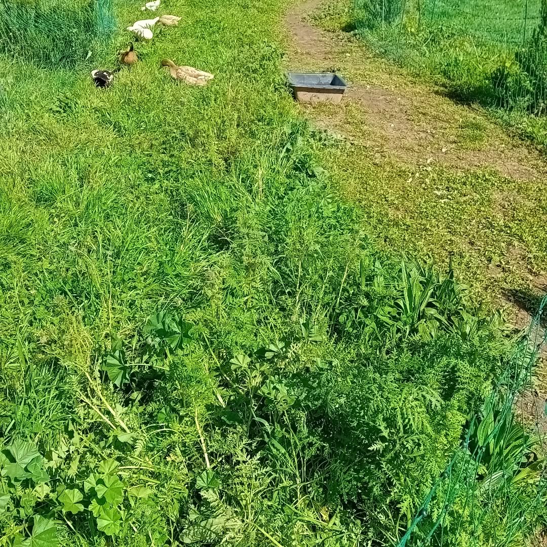 Moved the ducks to a new grazing strip. They really love getting new fresh forage to explore.