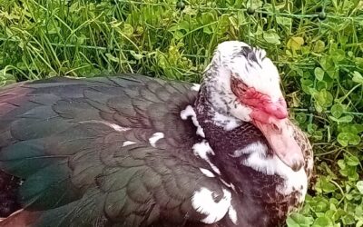 Caring for ducks is not just awing at ducklings. One of the ladies has an injured eye so we have been applying some treatment to see if it gets better. The duck is not amused and the others gather around to protest about the change.