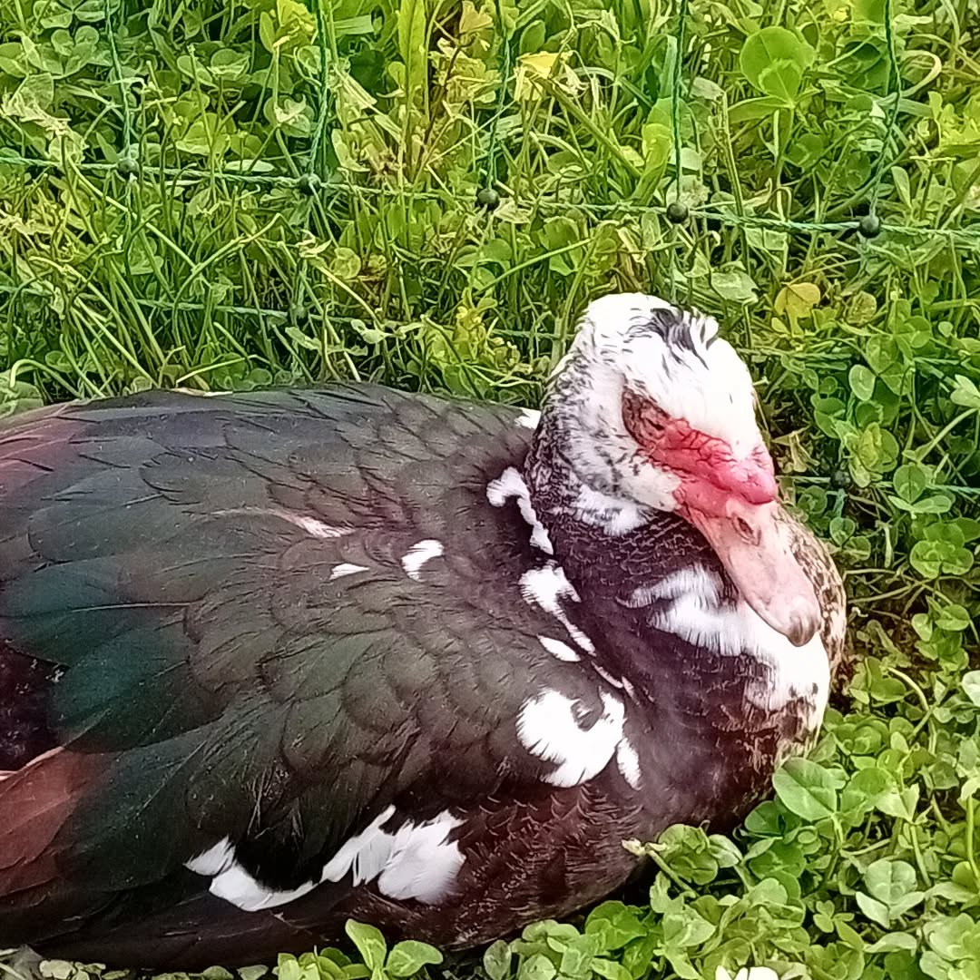 Caring for ducks is not just awing at ducklings. One of the ladies has an injured eye so we have been applying some treatment to see if it gets better. The duck is not amused and the others gather around to protest about the change.