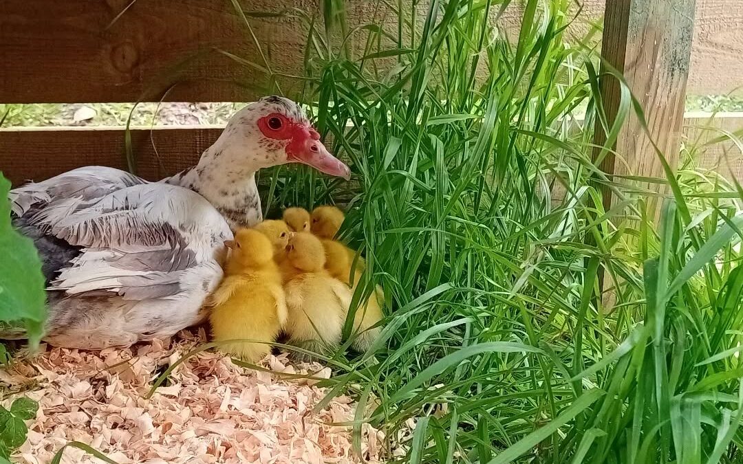 The new family is now in their new home, especially built to keep them safe and comfortable.
