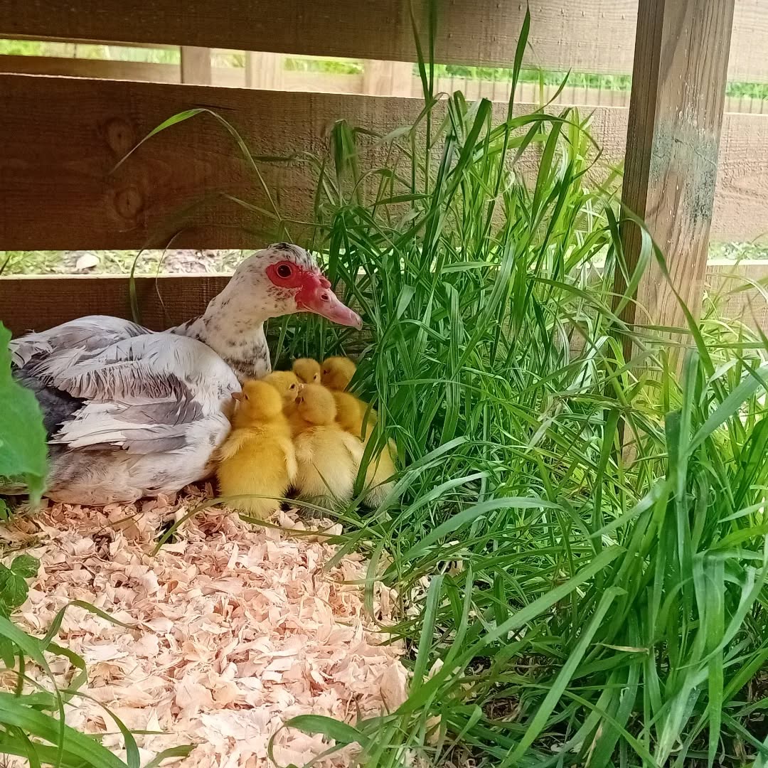 The new family is now in their new home, especially built to keep them safe and comfortable.
