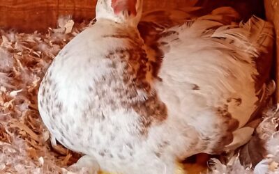 Congratulations! Mama duck is welcoming her first ducklings today! May they be healthy and fiery her! 😍