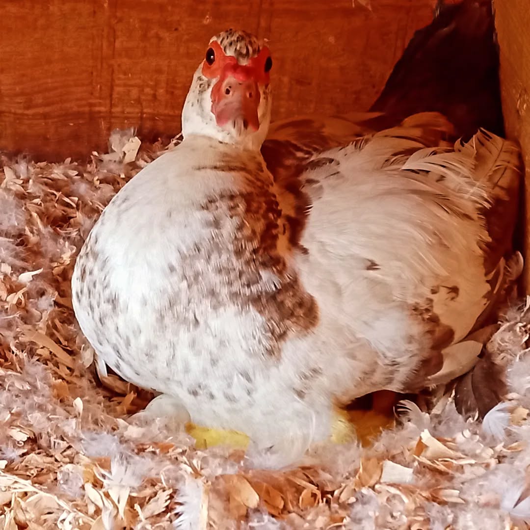 Congratulations! Mama duck is welcoming her first ducklings today! May they be healthy and fiery her! 😍