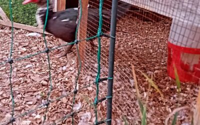 Each morning,  one of the ducks kept showing up out of their foraje area. Our eldest child was on observation duty and found the scape route. There was a gap between the coop and the fence through which the smallest duck could squeeze through. And our Poirot jr. solved another case. Bravo.