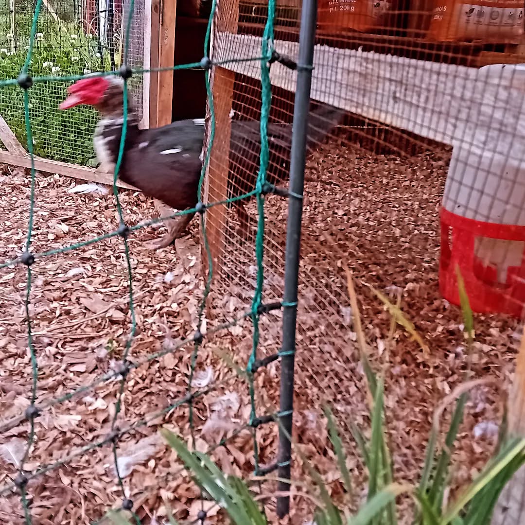 Each morning,  one of the ducks kept showing up out of their foraje area. Our eldest child was on observation duty and found the scape route. There was a gap between the coop and the fence through which the smallest duck could squeeze through. And our Poirot jr. solved another case. Bravo.