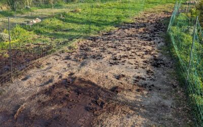 Trying to revive this part of pasture strip #2 after it was abused by too many ducks for too long.