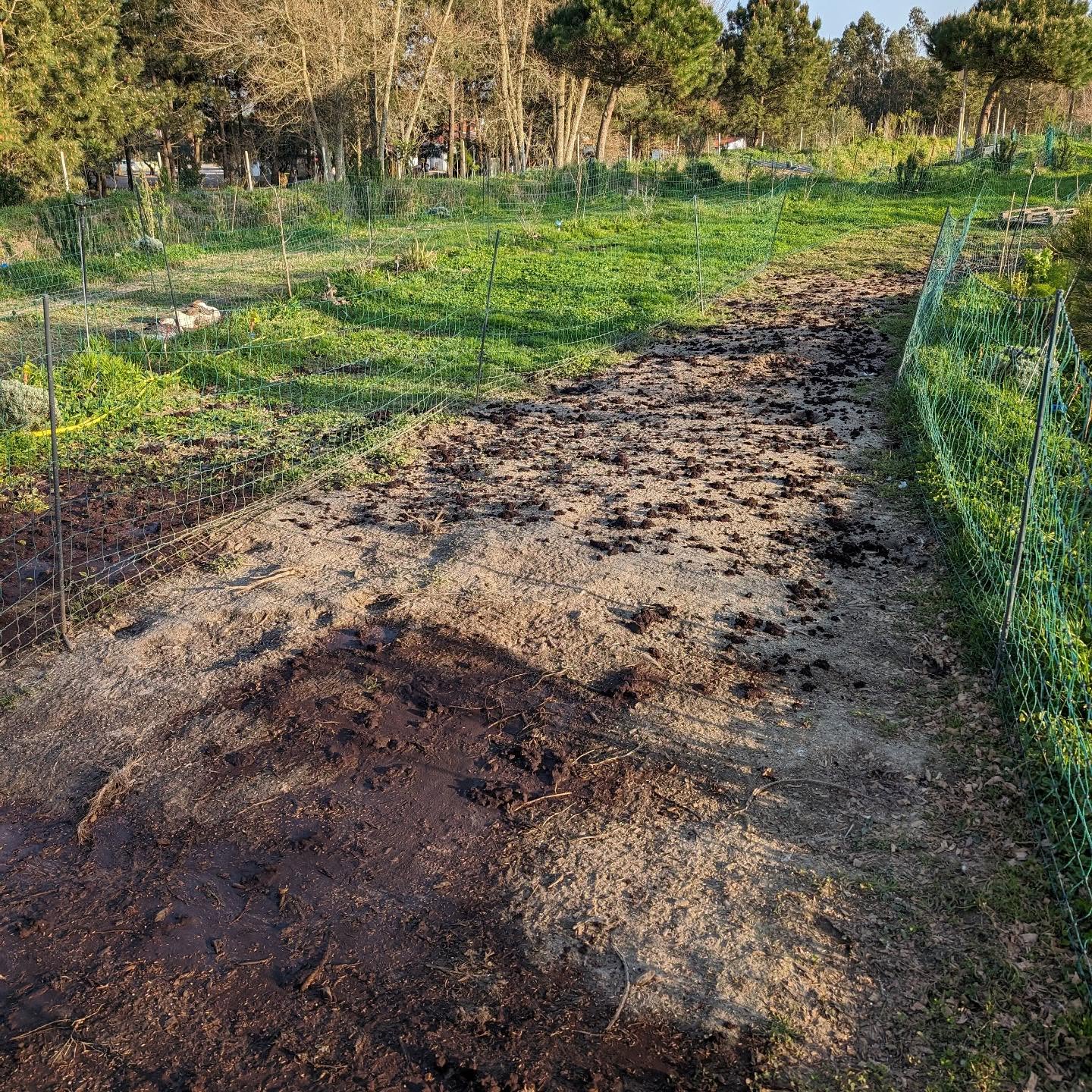 Trying to revive this part of pasture strip #2 after it was abused by too many ducks for too long.
