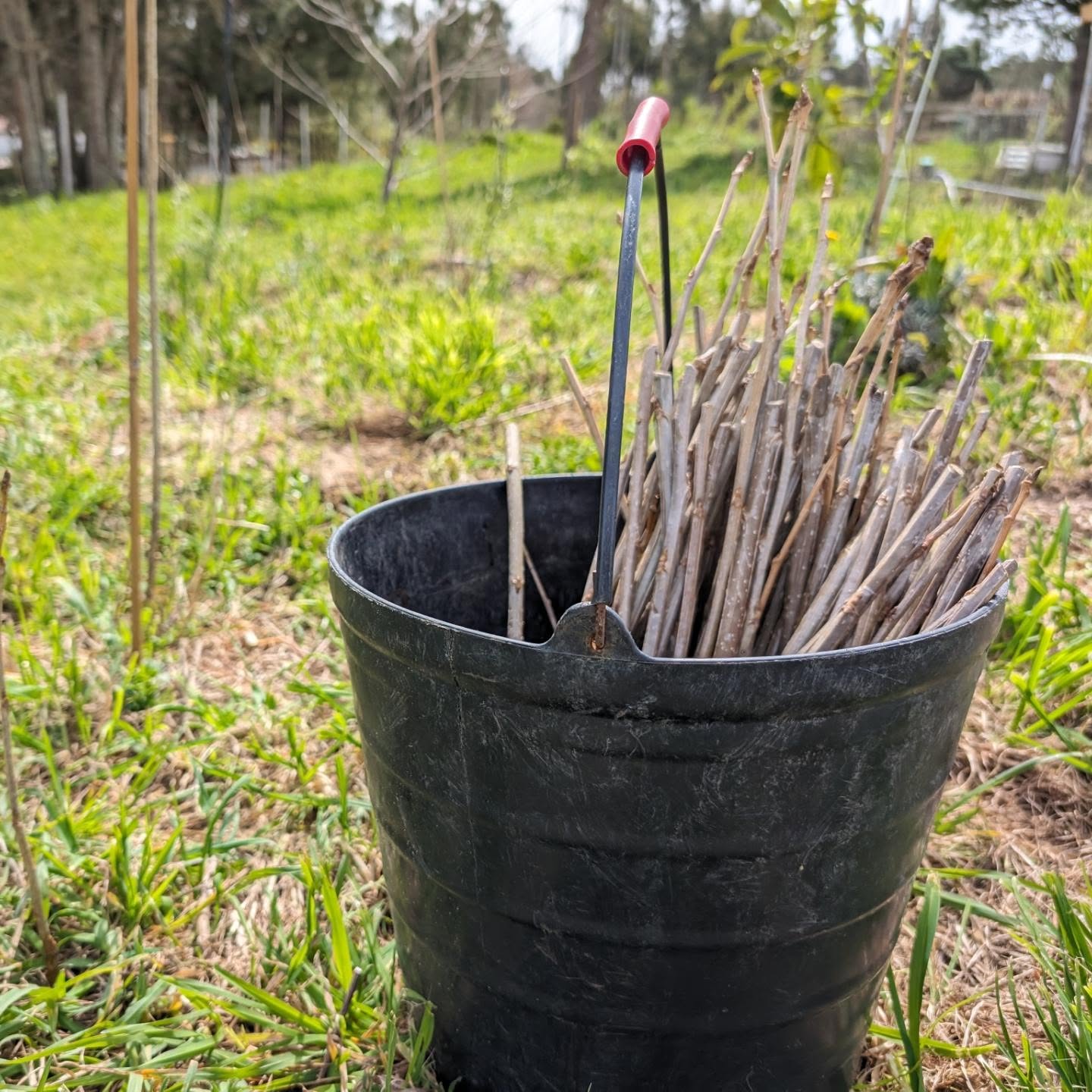 Planting willow and poplar cuttings between the trees on the east swale berm lines.