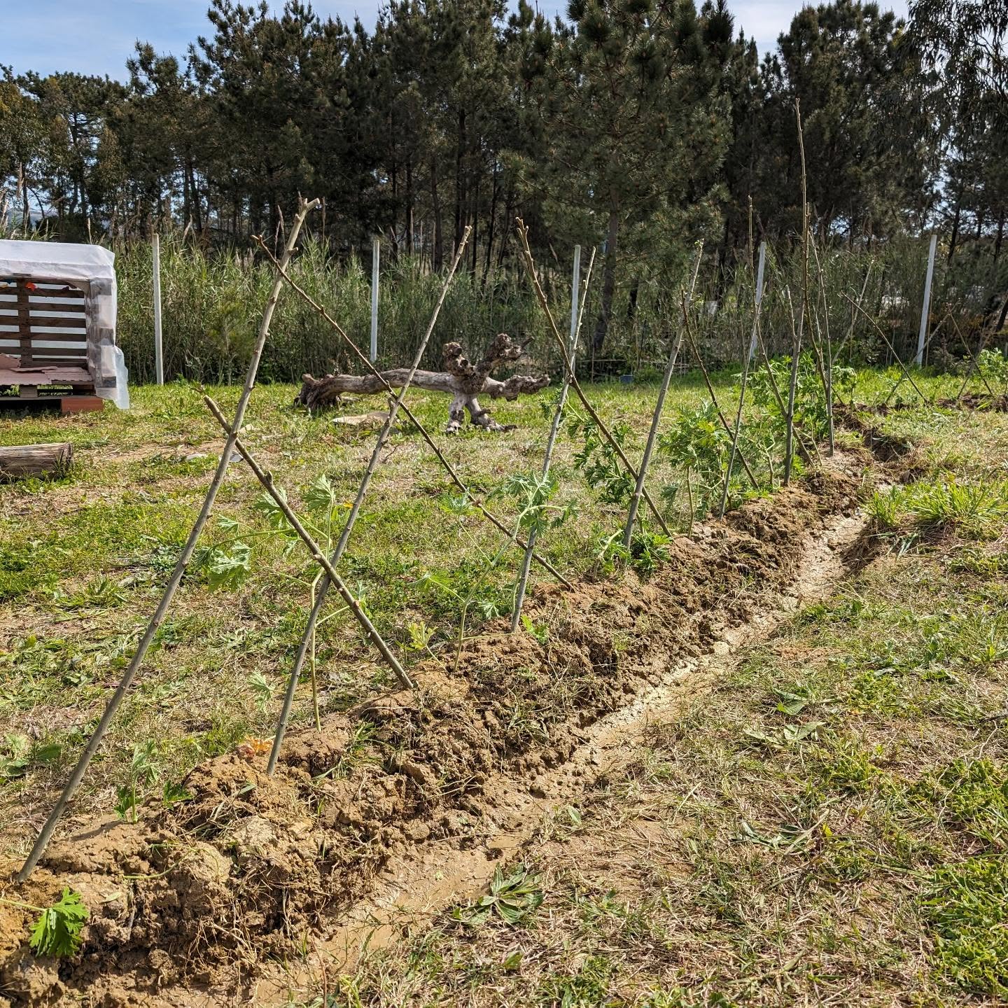 Planted the playground micro swale with willow and scented geranium cuttings.